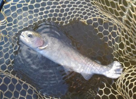 大安トラウトレイク 釣果